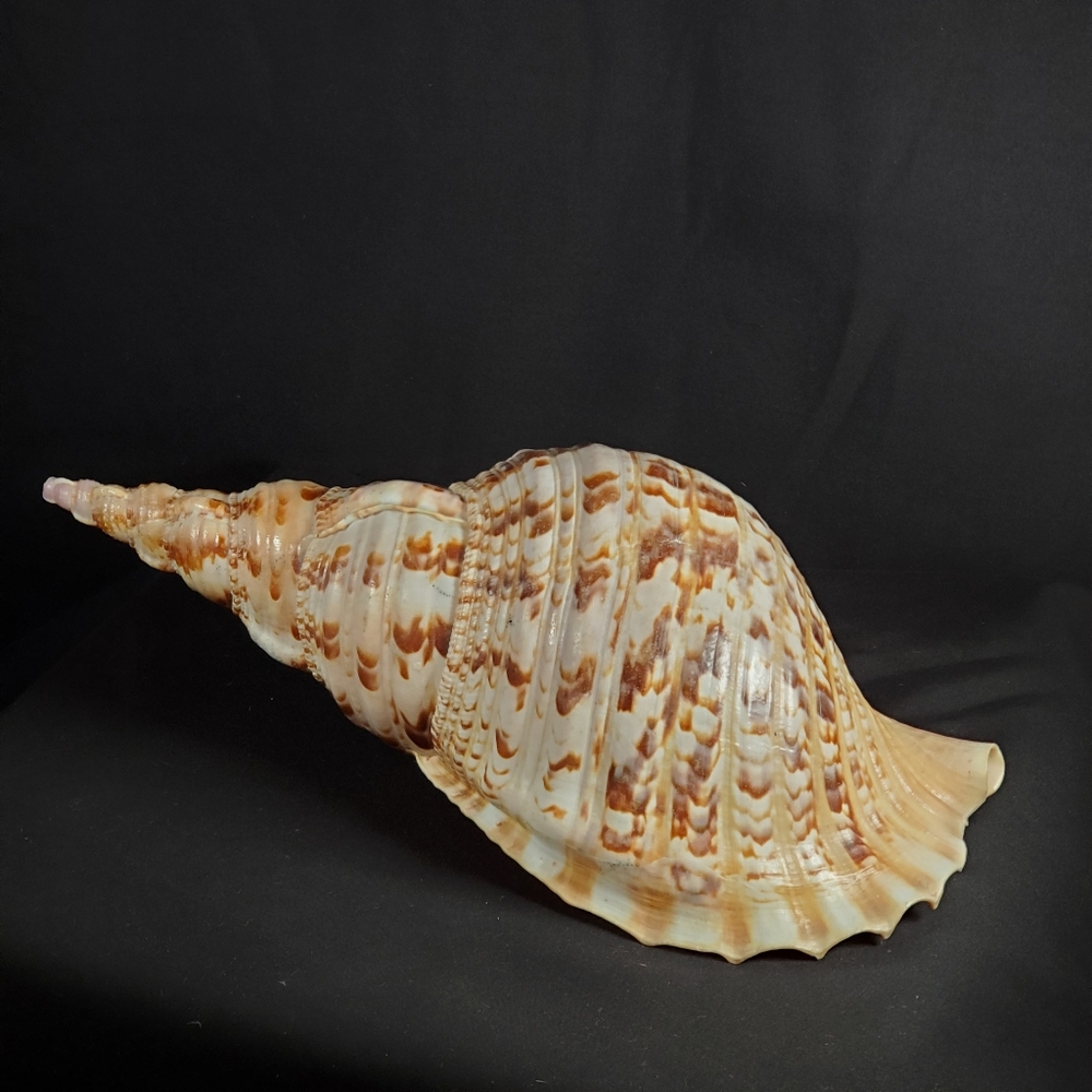 Triton's Trumpet Gaint Shell 14" - Picture 6 of 9